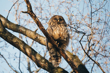 Ural Owl portrait in wild.