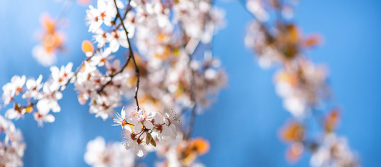 Spring season background with blossoming branches of a cherry tree and blue sky.