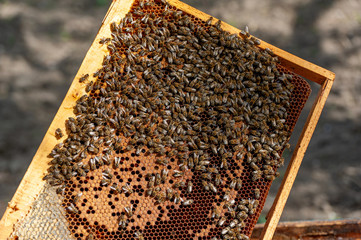 The beekeeper examines bees in honeycombs.