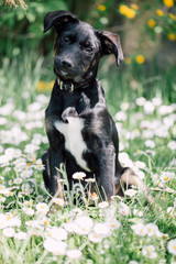 Cute black mix-breed dog relaxing on a meadow with flower.s 