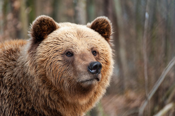 Obraz na płótnie Canvas The brown bear (Ursus arctos), walking in the forest