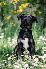 Cute black mix-breed dog relaxing on a meadow with flower.s 