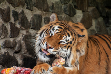 Tiger - Panthera tigris - close up portrait.