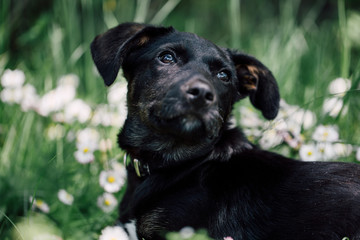 Cute black mix-breed dog relaxing on a meadow with flower.s 