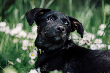 Cute black mix-breed dog relaxing on a meadow with flower.s 