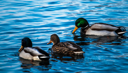 Three ducks swimming in lake on blue sky day