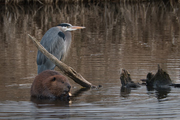 2020-03-14 A BLUE HERON AND A BEAVER ON LAKE WASHINGTON