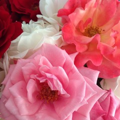 rose bouquet closeup