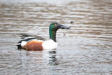  2020-03-11 A NORTHERN SHOVELER IN THE UNION BAY NATURAL AREA ON THE UW CAMPUS IN SEATTLE