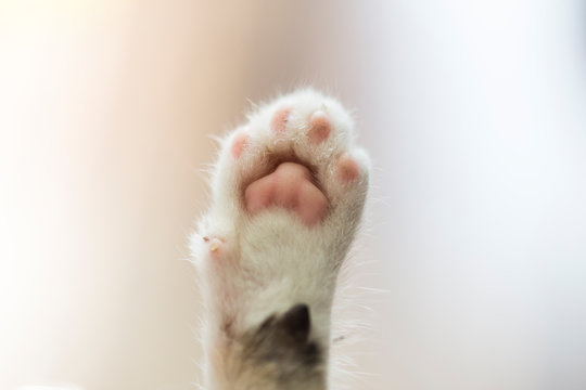 Closeup of a tiny cat paw. 