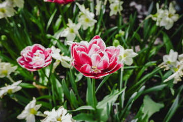 Background pink white tulips flowering field pattern. Macro of red tulip flowers meadow. Many pink fluffy hybrid tulips in garden. Early spring flowerbed floral texture for card or tulip plant