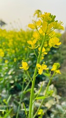 field of yellow flowers