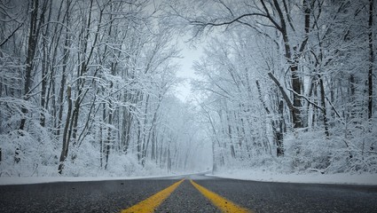 Snow covered forest of trees in a rural area with road and yellow centerline in the foreground