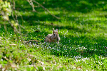 Naklejka na ściany i meble Rabbits lie in the spring meadow and enjoy the sun in spring time