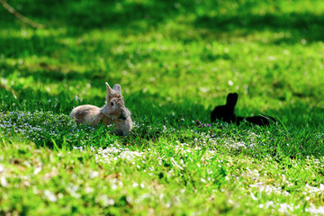 Rabbits lie in the spring meadow and enjoy the sun in spring time