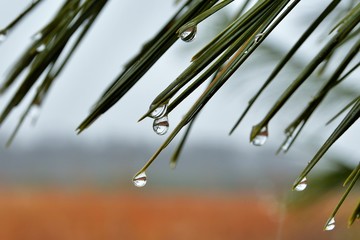 Closeup of pine needles on a rainy day with raindrops on them and a field in the background