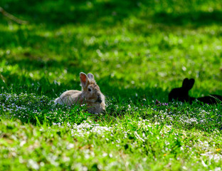 Rabbits lie in the spring meadow and enjoy the sun in spring time