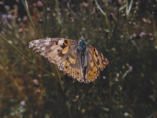 butterfly on flower