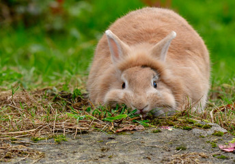 Cute lion's head rabbit eats grass and tears roots out