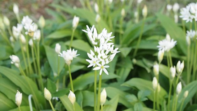 Beautiful blooming white flowers of ramson - wild garlic (Allium ursinum) in homemade garden in HD VIDEO. Illuminated by sunlight. Low depth of field and blurred background. Close-up.