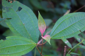 Green and red leaves of a plant in the tropical forest