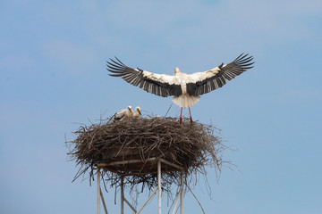 Fliegende Störche mit Jungtieren im Nest Weißstorch