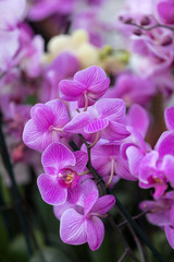Obraz na płótnie Canvas Close up of beauty pink orchid flower