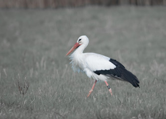 Weißstorch