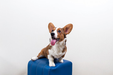 a Corgi puppy on a blue chair against a white wall