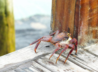 Crab on a dock