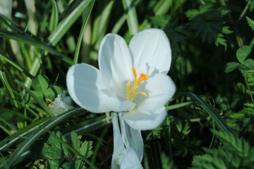 Obraz premium flowers