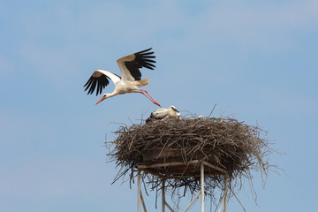 Fliegende Störche mit Jungtieren im Nest Weißstorch