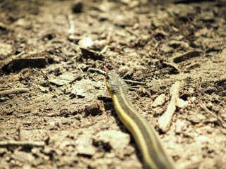 Snake on the Ground