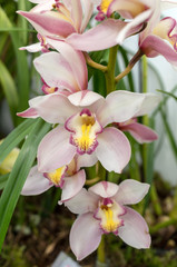 Obraz premium Close up of beauty colorful orchid flower