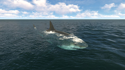 Fototapeta premium Great white shark in the atlantic ocean. 