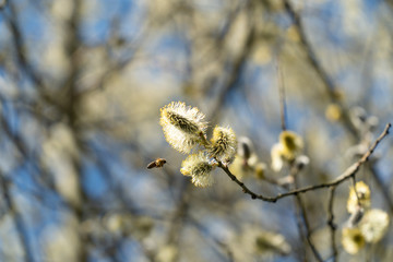 Bee on a graze with fluffy willow catkins © Quality by Simon