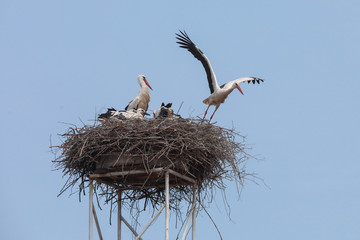 Fliegende Störche mit Jungtieren im Nest Weißstorch