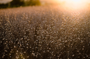 A field of ripe flax backlit by the setting sun creating a bokeh, landscape format with copyspace