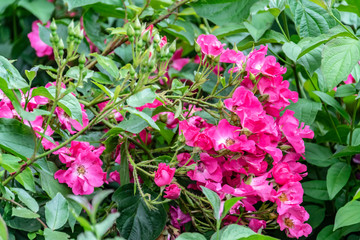 Blooming rosehip with bright pink and scarlet roses close-up on a background of green leaves. Garden summer botanical background, selective focus.
