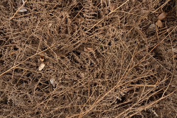 Zweige im Wald mit sehr natürlichen, heterogenen Formen