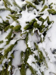 branches covered with snow