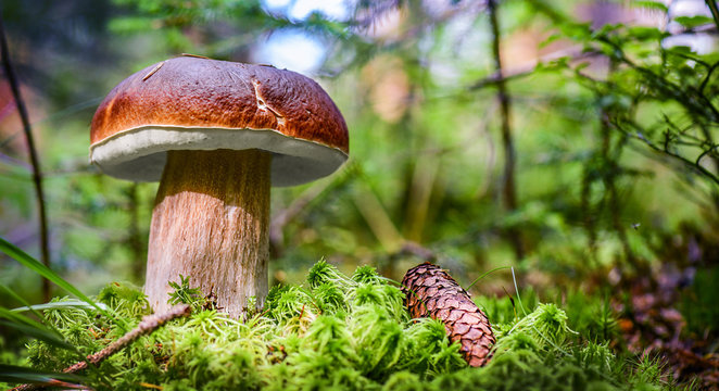 Beautiful boletus edulis mushroom in amazing green moss. Old magic forest mushrooms background. White mushroom in sunny day.