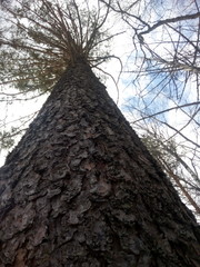 tree on a background of blue sky