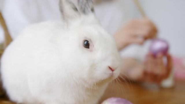 Extreme close up shot of adorable white bunny twitching its nose and looking at camera while sitting on table. Hands of unrecognizable woman decorating Easter egg in background