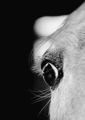white horse with eye and long eye lashes in black and white
