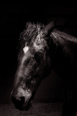Obraz na płótnie Canvas Horse Portrait in Barn with dark background