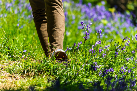 Feet Walking On A Grass And Bluebells In Spring