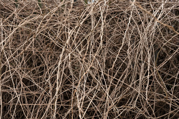 Zweige im Wald mit sehr natürlichen, heterogenen Formen