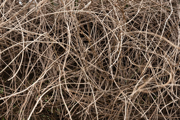 Zweige im Wald mit sehr natürlichen, heterogenen Formen