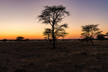 Fototapeta na wymiar Erindi, Namibia, located southeast of Omaruru. Sunrise over the African wilderness.